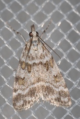 Scoparia pyralella