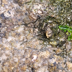 Jungermannia atrovirens