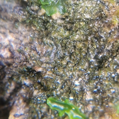 Jungermannia atrovirens