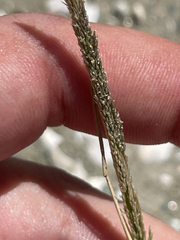 Sporobolus contractus