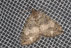 Hydriomena furcata