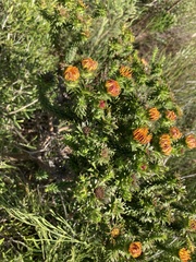 Oedera capensis