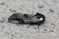 Psalidostetha banksiae