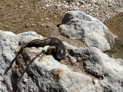 Lithobates chiricahuensis