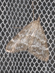 Evergestis sophialis