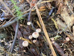 Mycena capillaripes