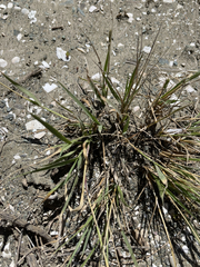 Sporobolus contractus