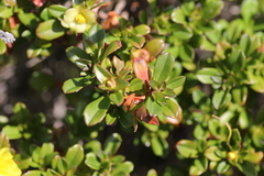 Hibbertia cuneiformis