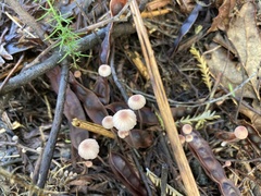 Mycena capillaripes