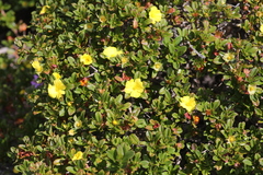 Hibbertia cuneiformis