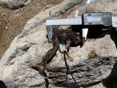 Lithobates chiricahuensis