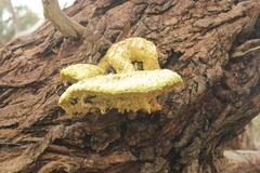 Laetiporus portentosus