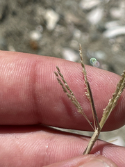 Sporobolus contractus