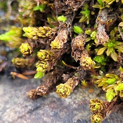 Encalypta streptocarpa