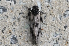 Psalidostetha banksiae