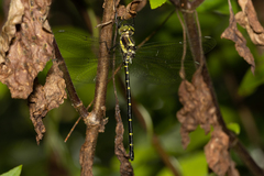 Eusynthemis nigra