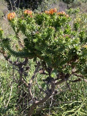 Oedera capensis