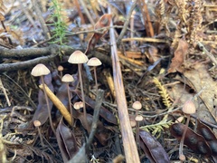 Mycena capillaripes