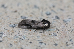 Psalidostetha banksiae