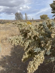 Artemisia tridentata tridentata