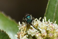 Caenohalictus