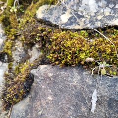 Encalypta streptocarpa