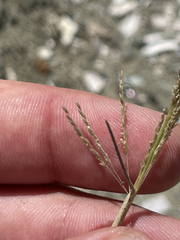 Sporobolus contractus