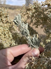 Artemisia tridentata tridentata