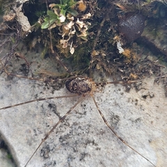 Amilenus aurantiacus