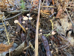 Mycena capillaripes