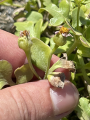 Coreocarpus parthenioides parthenioides