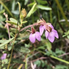 Thomasia petalocalyx