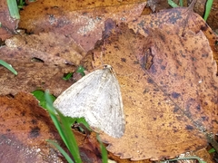 Epirrita dilutata