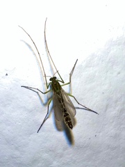 Chironomidae