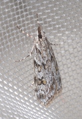 Scoparia basistrigalis