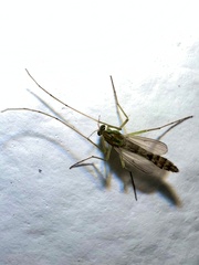 Chironomidae