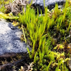 Flexitrichum flexicaule