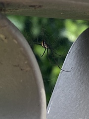 Latrodectus hasselti