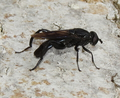 Chalcosyrphus