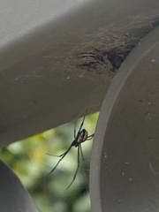 Latrodectus hasselti