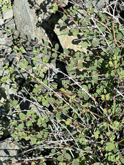 Euphorbia magdalenae