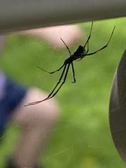 Latrodectus hasselti