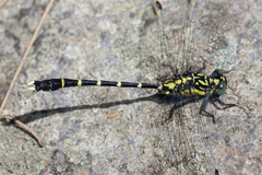 Hemigomphus heteroclytus