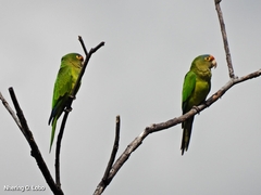Eupsittula canicularis