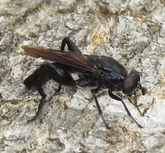 Chalcosyrphus