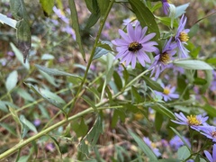 Lasioglossum fuscipenne