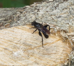 Chalcosyrphus