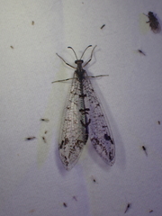 Dendroleon speciosus