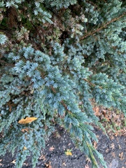 Juniperus chinensis
