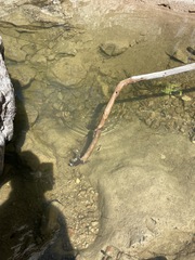 Lithobates chiricahuensis